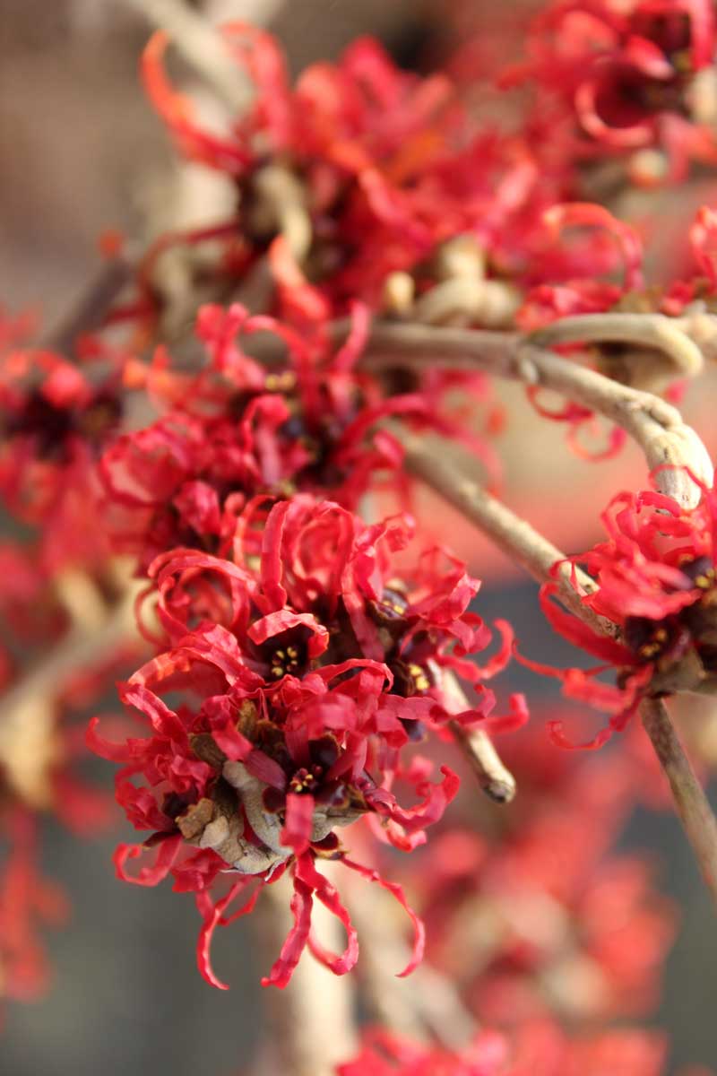 Vilín prostřední Diane s výraznými červenými květy, které rozkvétají uprostřed zimy a oživují zahradu sytou barvou