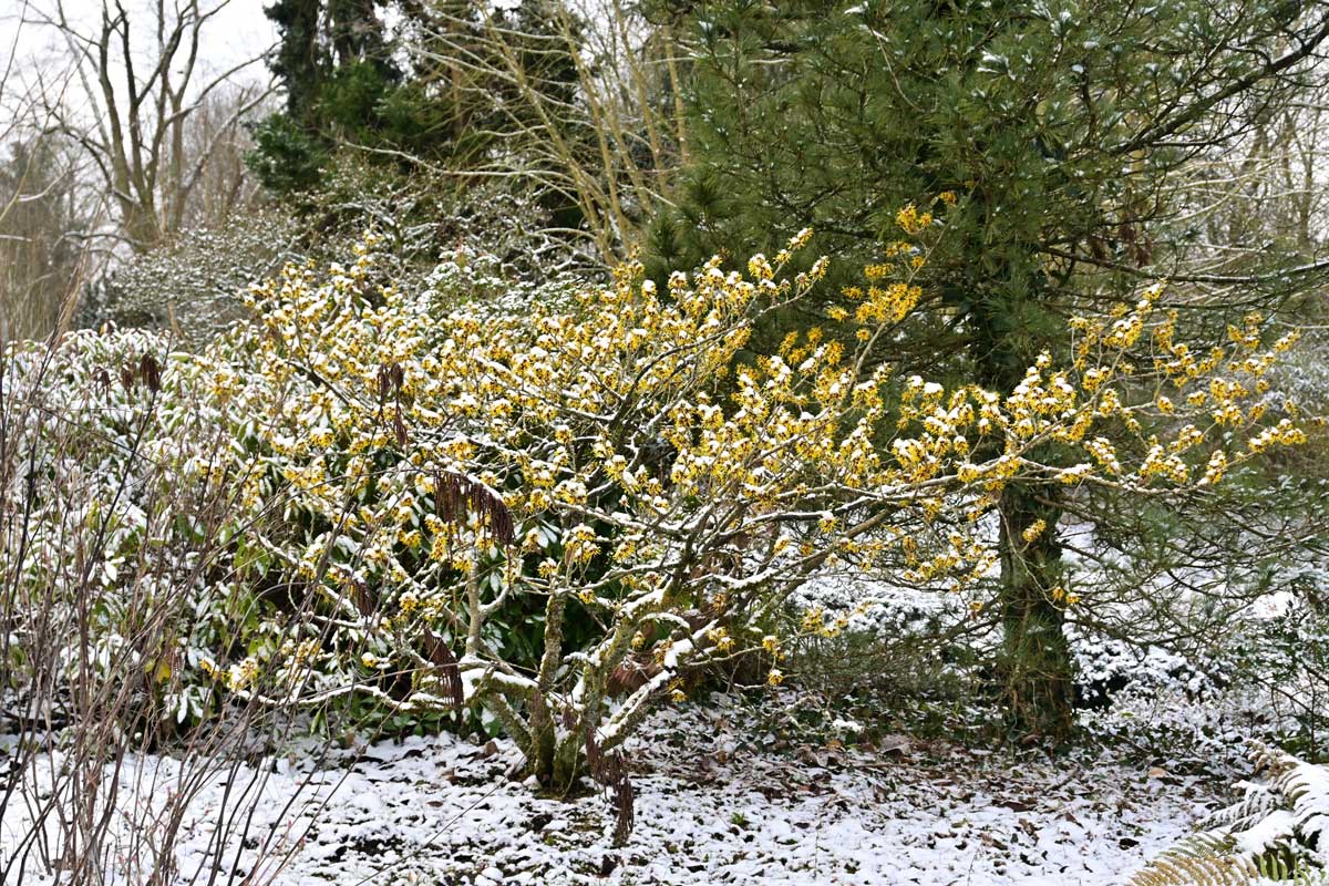 Vilín v zahradě pokrytý sněhem, kde jeho žluté květy kontrastují s tmavým pozadím dřevin