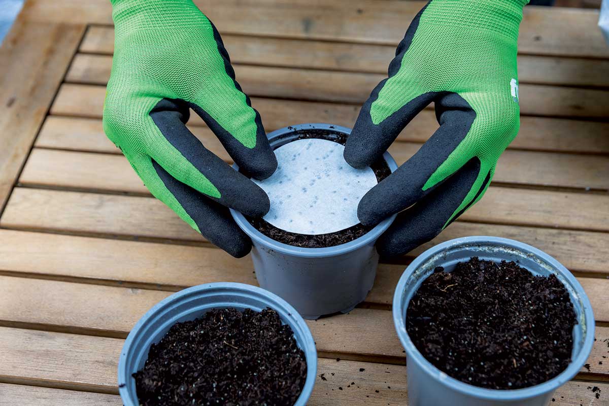 Bazalka vysevne disky