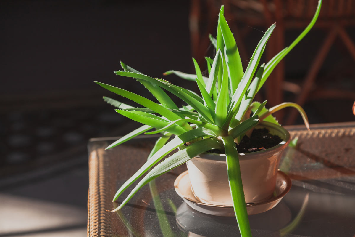 Rostlina aloe vera v květináči na slunném místě vhodná pro domácí pěstování a rychlou první pomoc na pokožku.