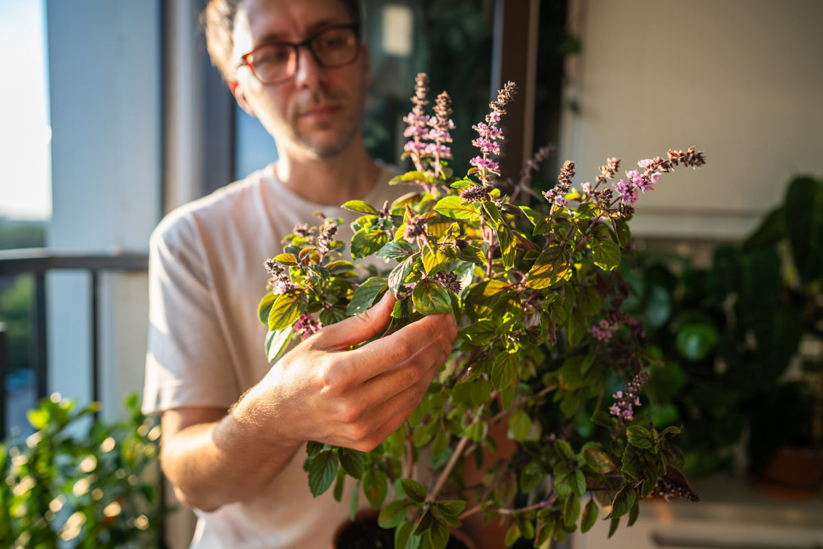 Pěstování bazalky tulsi v květináči při sklizni čerstvých listů v domácím prostředí.