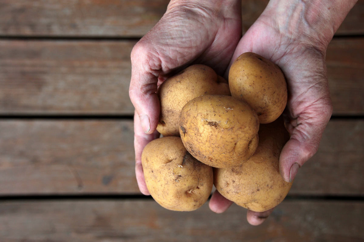 Syrová brambora obsahuje škrob, který lze využít jako domácí past na rybenky bez použití chemie.