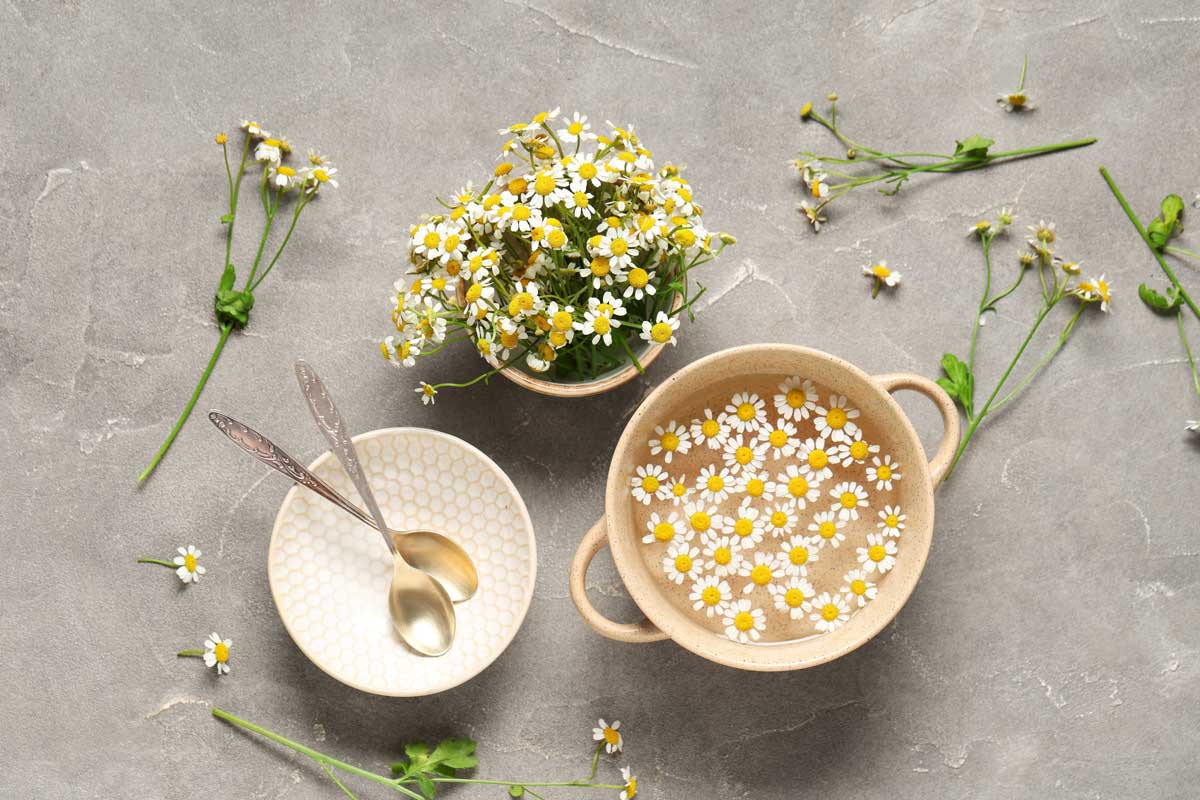 Heřmánkový nálev s květy heřmánku připravený v misce ukazuje přírodní způsob jak zklidnit pokožku a pečovat o vlasy