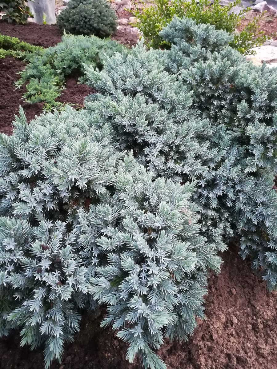 jalovec supinaty Tvoří poléhavé porosty s vyrůstajícími větvemi. Listy má jehlicovité, pichlavé a husté. Vyžaduje vyšší vlhkost půdy a vzduchu. Taktéž má několik osvědčených odrůd, například šedě zbarvený ‘Blue Star’, který má zakrslý tvar, nebo vyšší ‘Meyeri’ s vystupujícími větvemi.