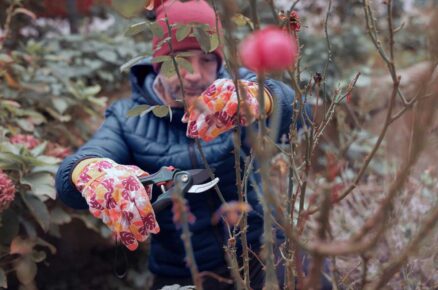 Jarní řez keřů a růží provádějte ve chvíli, kdy už se objevují první pupeny, aby rostlina správně nastartovala nový růst.
