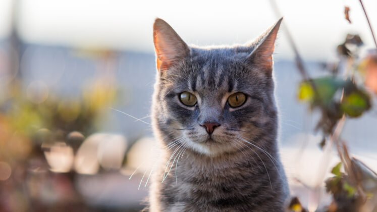 Kočka na zahradě loví myši i ptáky. Biolog vysvětluje, kdy je pomocníkem a kdy škodí