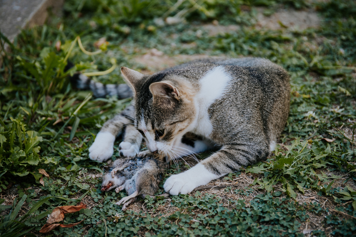 Kočka ulovila myš na zahradě a připomíná svou tradiční roli pomocníka v boji proti hlodavcům.