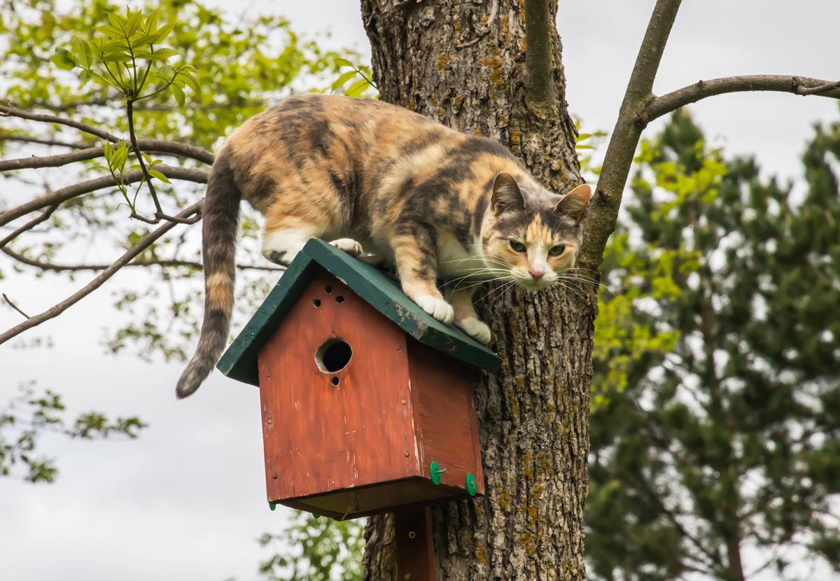 Kočka stojí na ptačí budce a představuje riziko pro hnízdící ptáky i jejich mláďata.