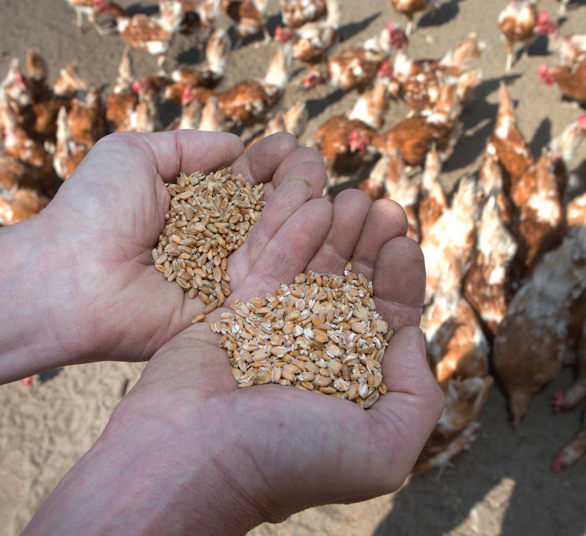 Krmení slepic obilím jako základ péče, který může ovlivnit jejich kondici i produkci vajec.