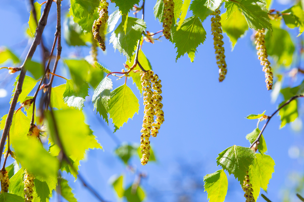 Kvetoucí bříza s jehnědami patří mezi nejčastější jarní zdroje pylových alergií.