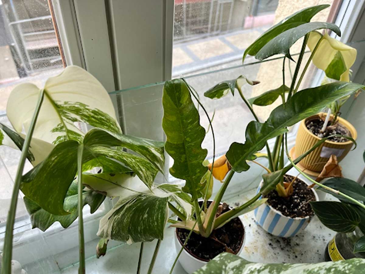 Bílá monstera s výrazně panašovanými listy stojí u okna a ukazuje kontrast mezi zelenými a bílými částmi listů.