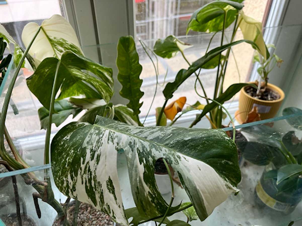 Detail velkého listu albo monstery s mramorovaným vzorem bílé a zelené barvy.