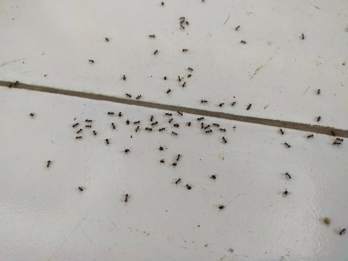 Skupina mravenců na podlaze v interiéru hledá potravu a využívá drobné zbytky jídla nebo sladkých tekutin.
