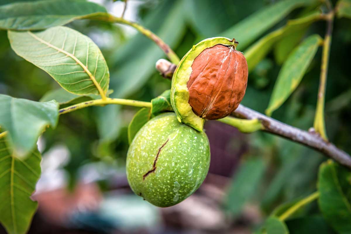 Zralý vlašský ořech v praskající zelené slupce na větvi ořešáku těsně před sklizní.