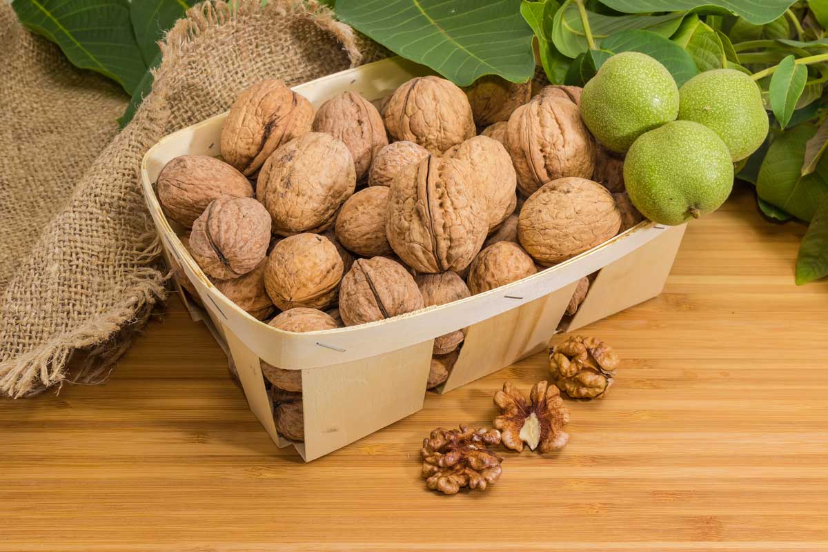 Vlašské ořechy ve skořápce uložené v košíku připravené ke skladování po podzimní sklizni.