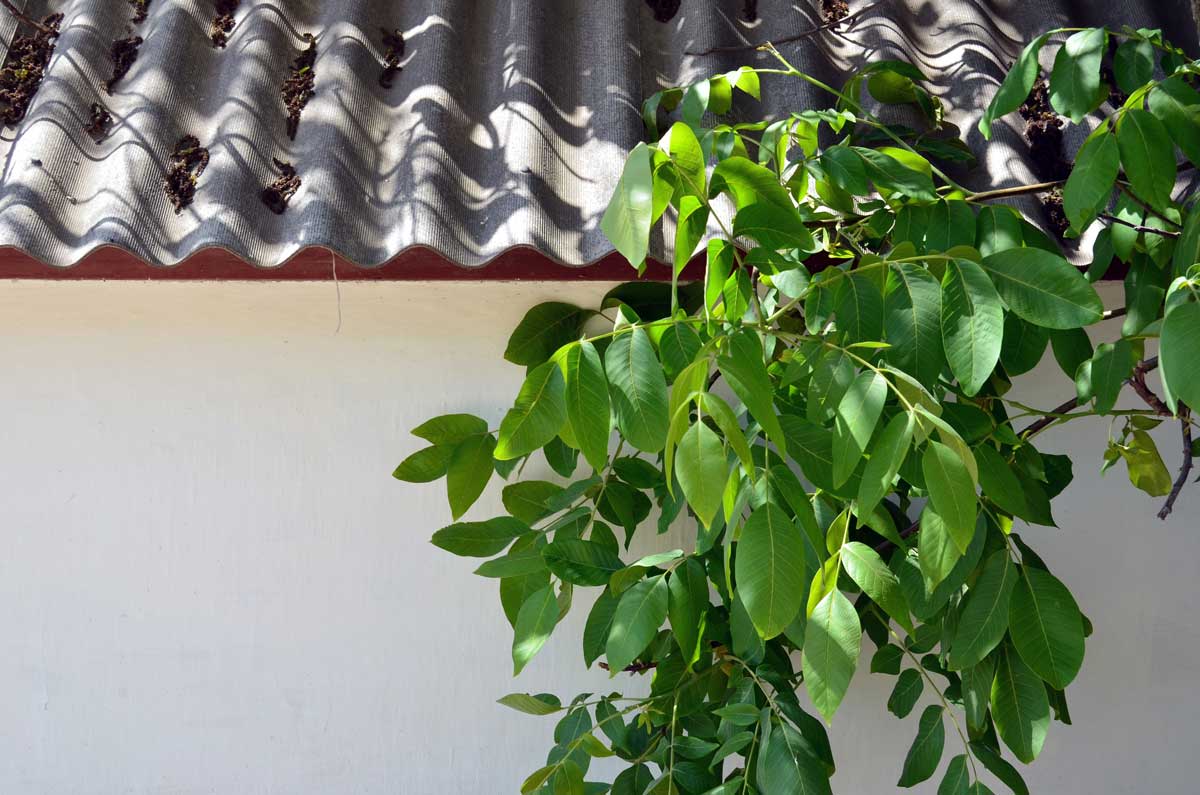 Ořešák královský rostoucí v blízkosti domu ukazuje potřebu dostatečného prostoru pro jeho korunu.