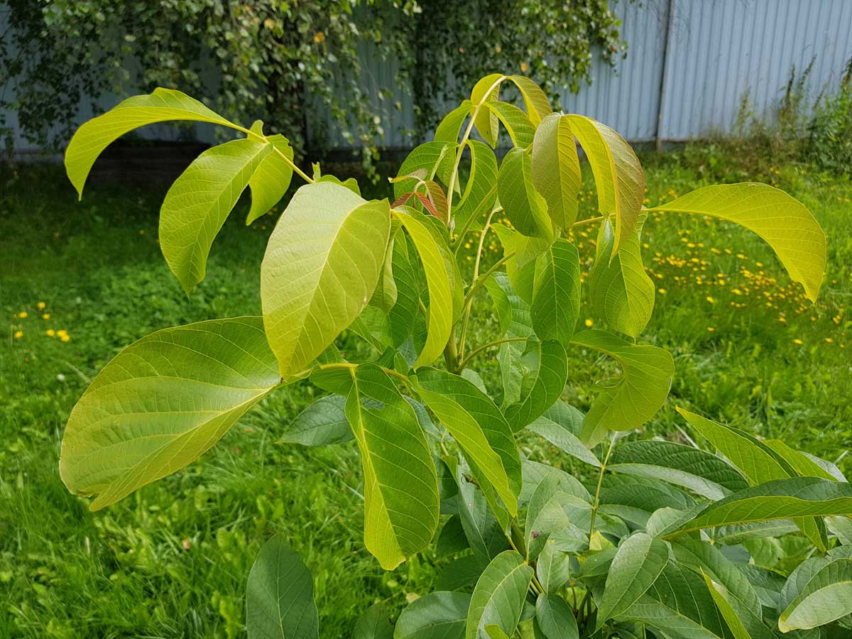 Mladý ořešák královský rostoucí na zahradě ukazuje první fázi vývoje stromu po výsadbě.