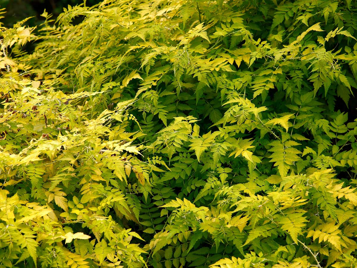 ostruznik voskovany leto