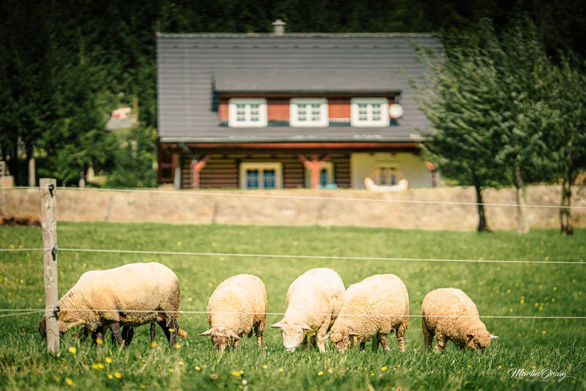 Venkovský kolorit dotvářejí ovce pasoucí se na louce před chalupou.