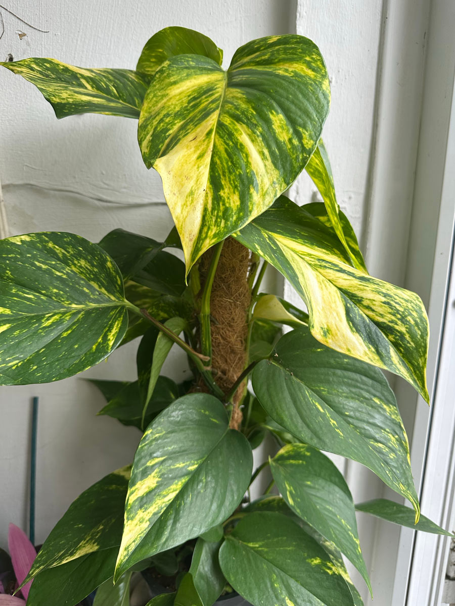 Šplhavnice vedená po kokosové opoře vytváří větší a výraznější listy než při volném převislém růstu.