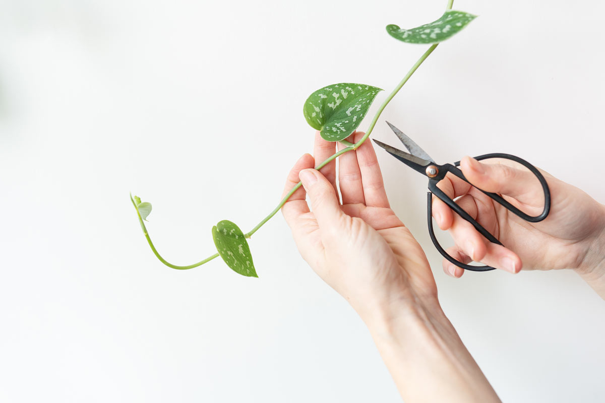 Zastřižení dlouhého výhonu šplhavnice podporuje hustší růst a zároveň poskytne materiál pro další množení.