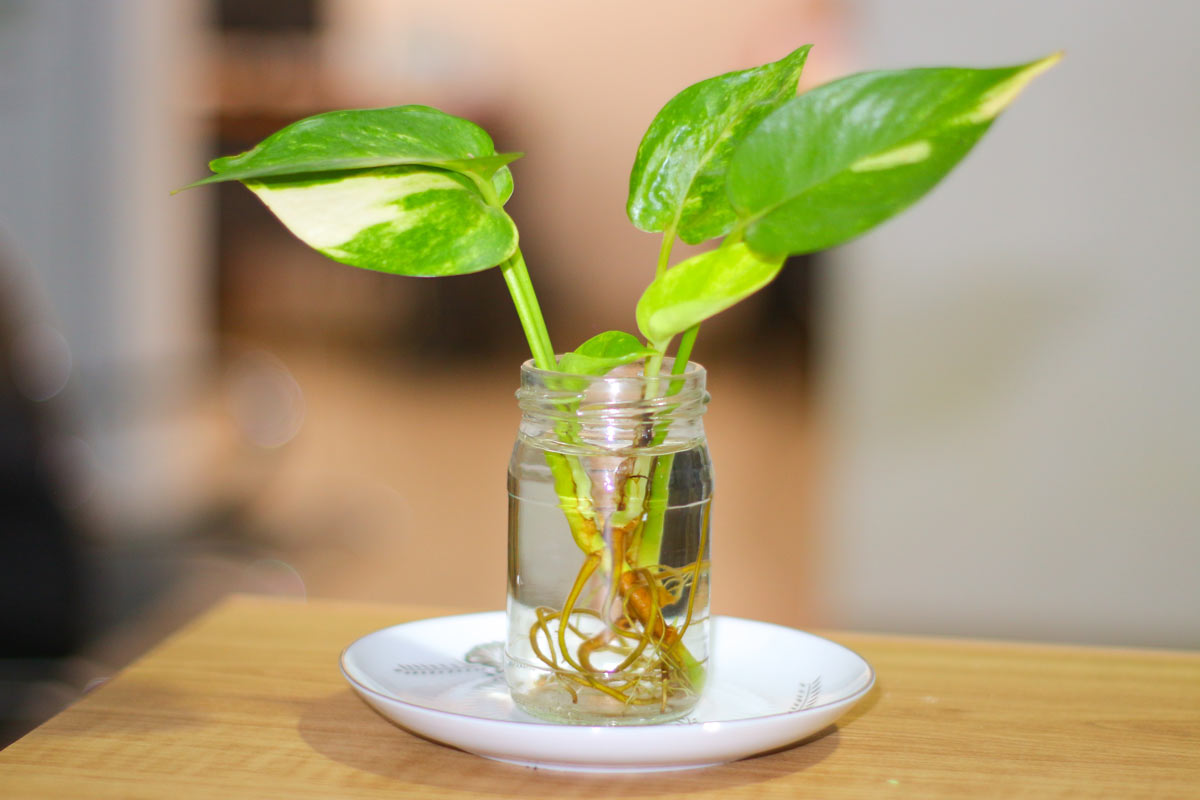 Řízky šplhavnice ve vodě rychle vytvářejí kořeny, proto patří mezi nejvděčnější rostliny pro začátečníky.