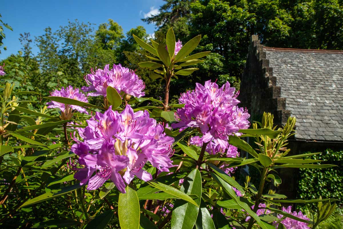 rododendron