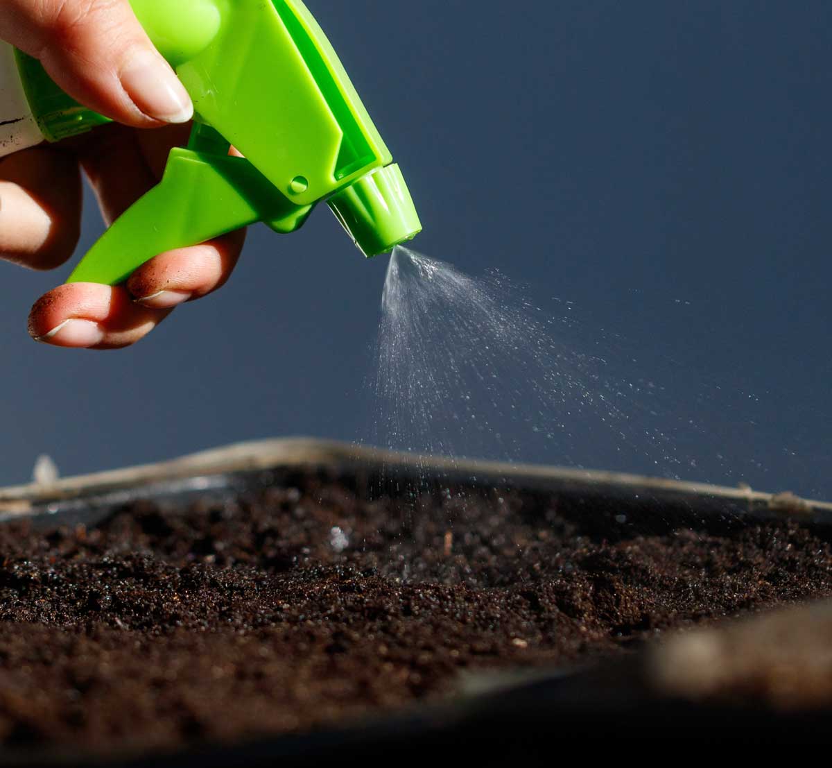 Jemné rosení substrátu pomáhá udržet ideální vlhkost pro klíčení semínek