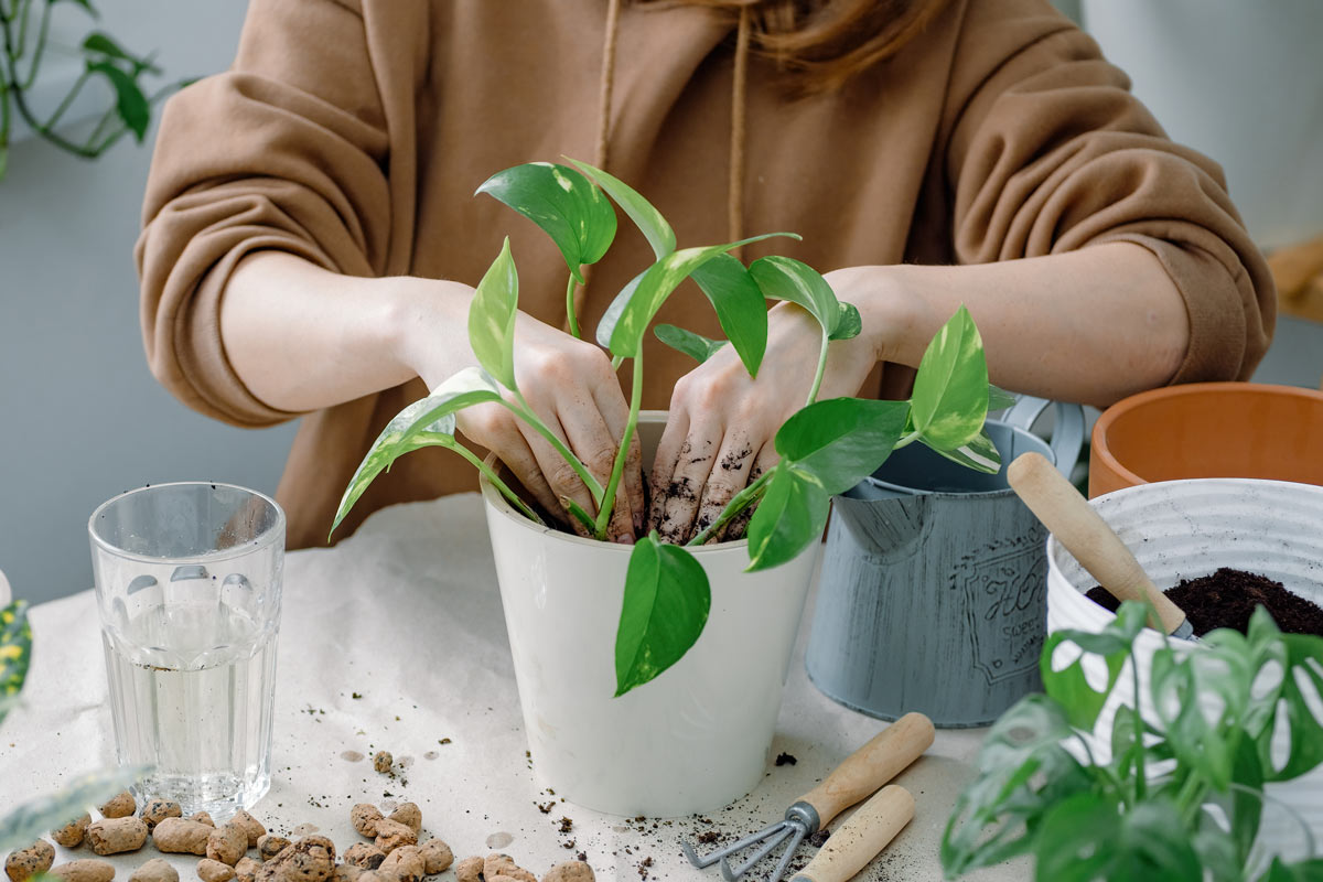 Přesazování šplhavnice do větší nádoby se vyplatí ve chvíli, kdy kořeny začnou zaplňovat původní květináč.