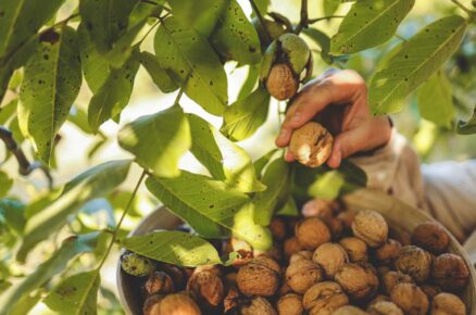 Ruční sběr vlašských ořechů ze stromu během podzimní sklizně v zahradě.