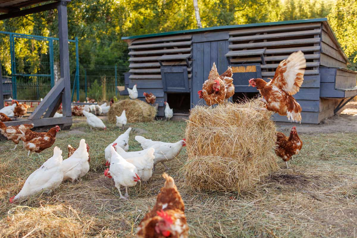 Hejno slepic ve výběhu u kurníku s dostatkem prostoru a přirozeným prostředím, které pomáhá snižovat stres a podporuje snášku.