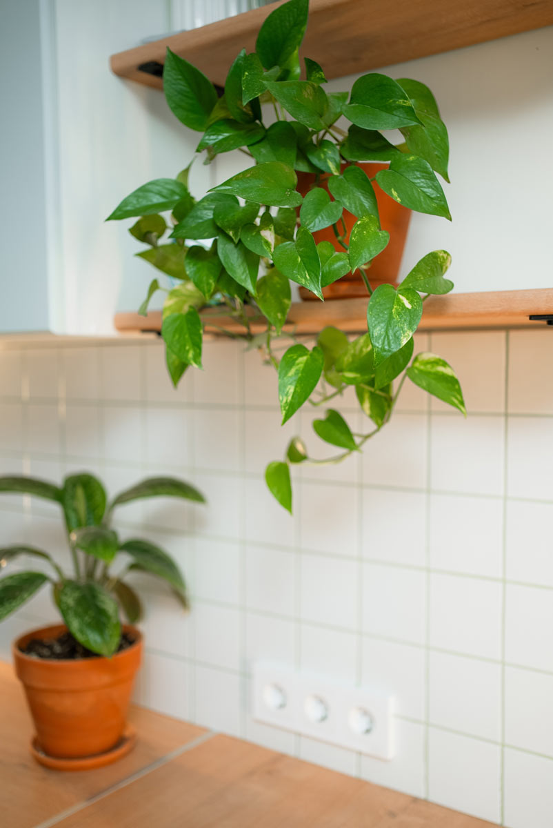 Šplhavnice umístěná na vyšší polici vytváří dekorativní převislé výhony a oživí i menší interiér.