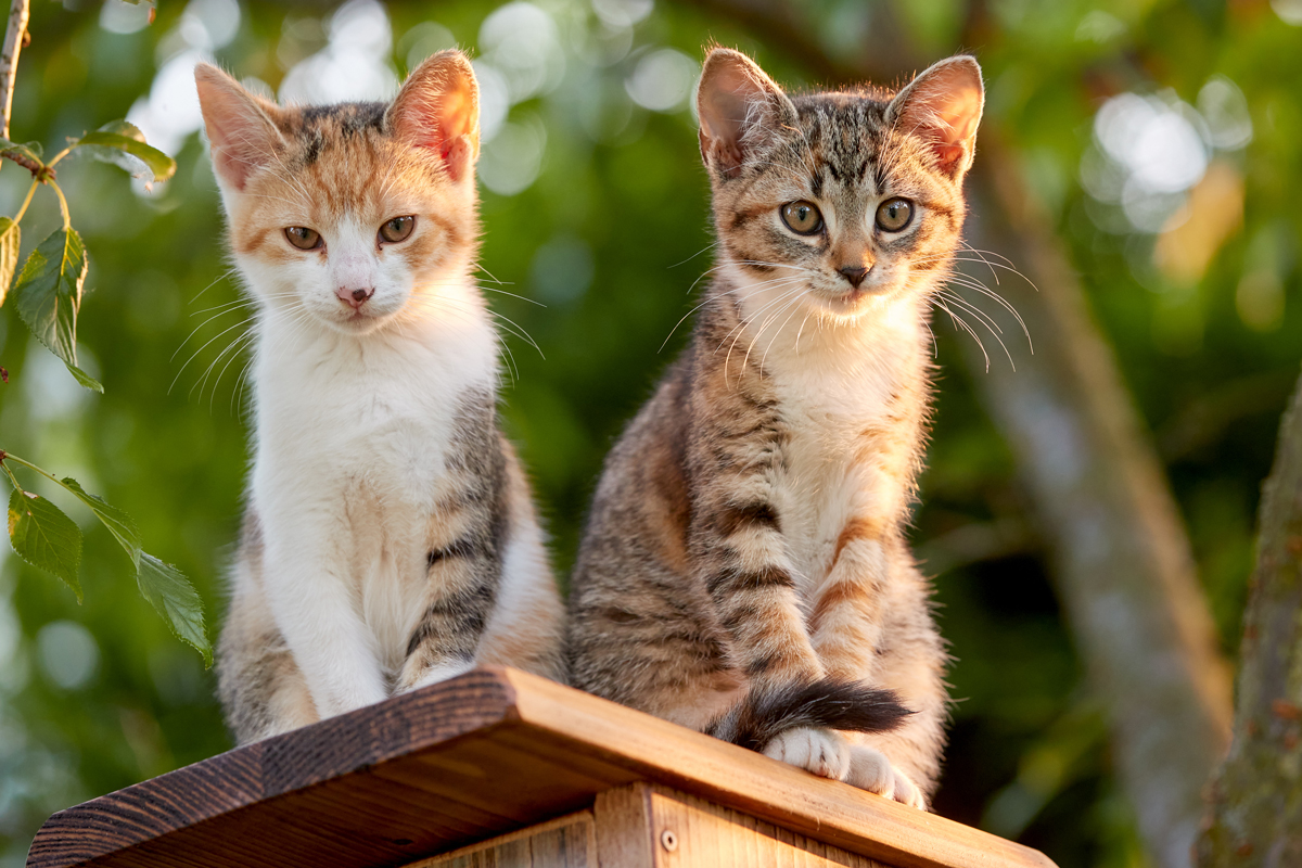 Dvě mladé kočky sedí spolu na dřevěné střeše a ukazují, že kočky nejsou vždy samotářské, ale často vytvářejí sociální skupiny.