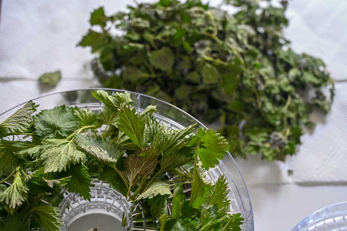 Sušené listy kopřivy připravené k dalšímu zpracování ukazují praktickou variantu pro přípravu vlasového oplachu