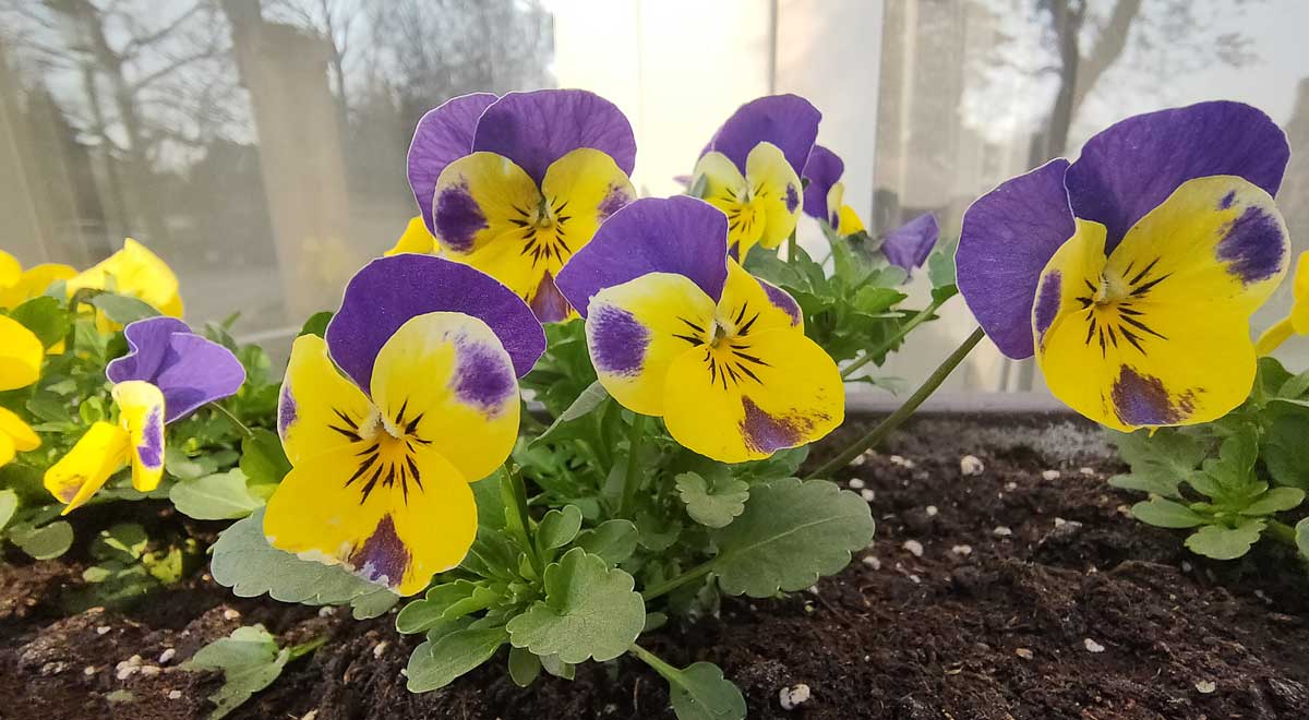 Violka rohatá s drobnějšími květy rostoucí hustě v zahradním záhonu.