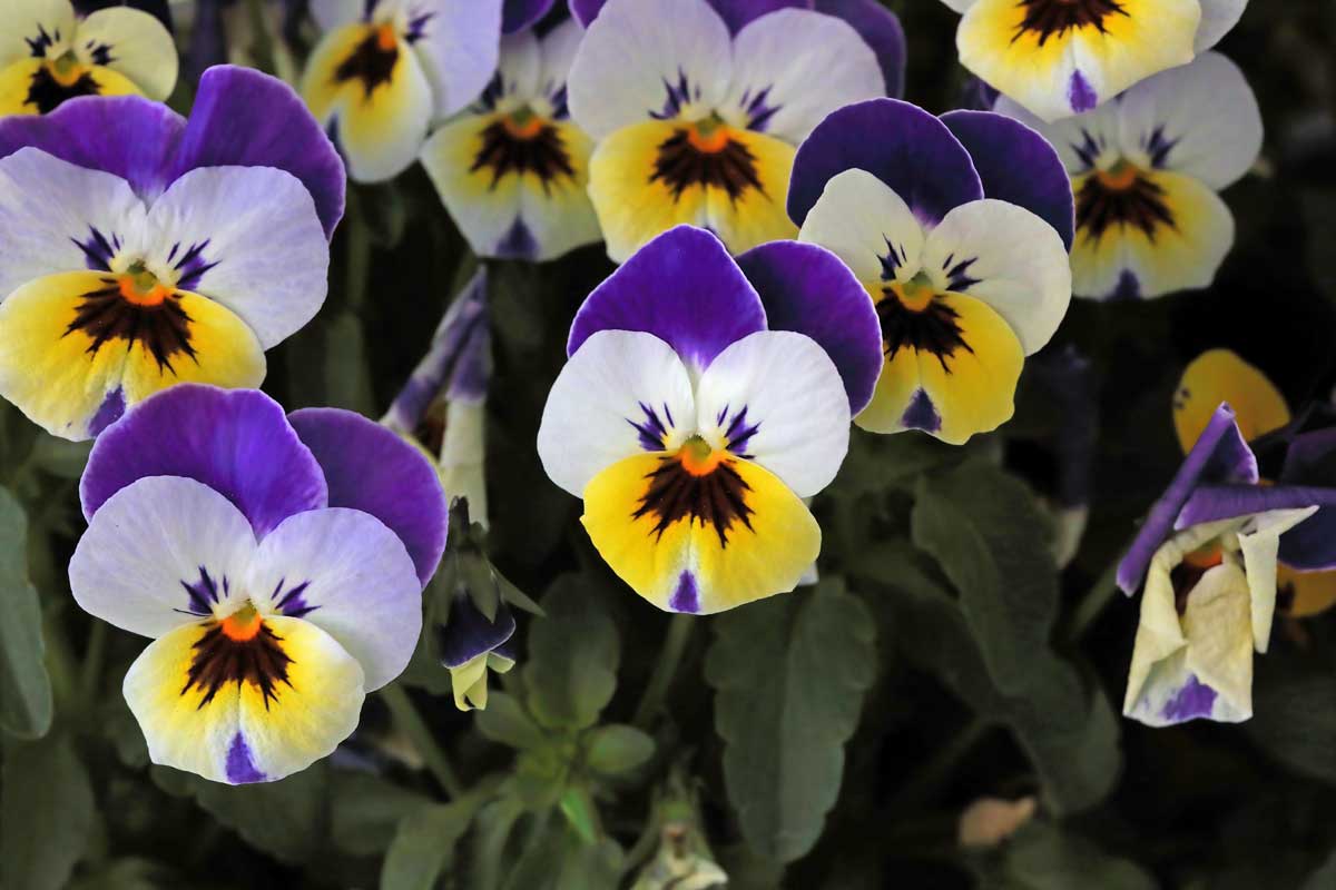 Violka trojbarevná s typickými žlutofialovými květy rostoucí v přírodním prostředí.