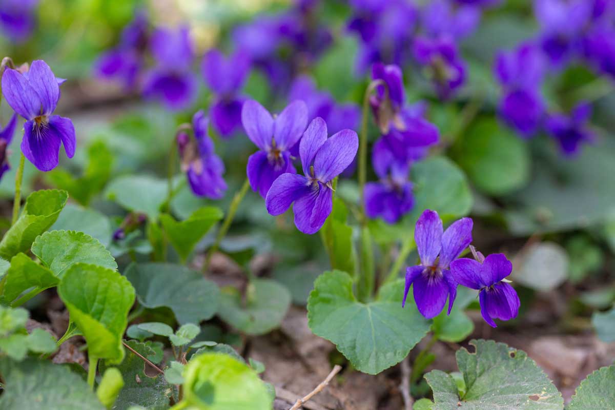 Fialové květy violky vonné rostoucí ve stínu mezi zelenými listy.