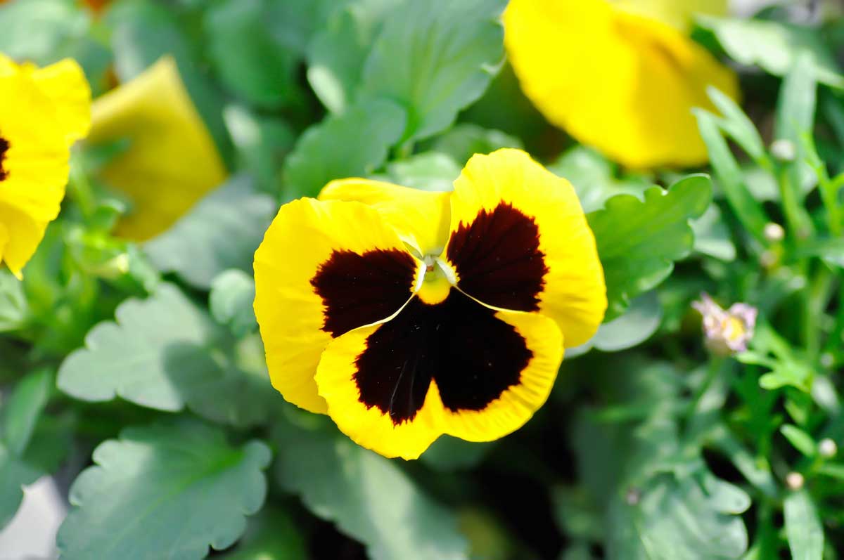 Kvetoucí violka zahradní s typickými velkými vícebarevnými květy na záhonu.