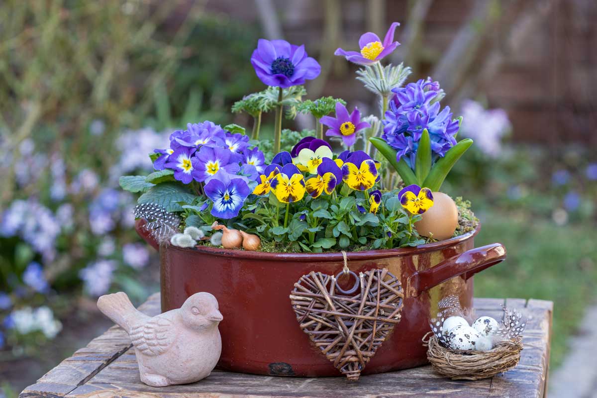 Jarní výsadba macešek a cibulovin v dekorativní nádobě na zahradním stole.