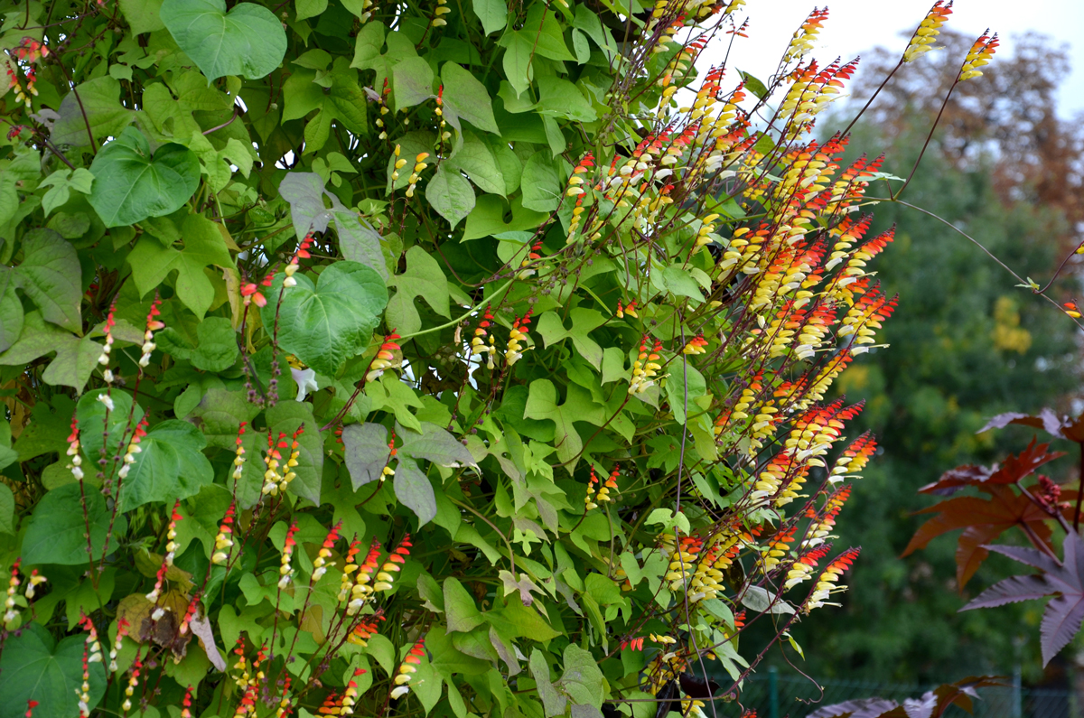Ipomoea lobata Povíjnice laločnatá patří mezi nejvýraznější letní popínavky díky neobvyklému zbarvení květů připomínajících plameny.