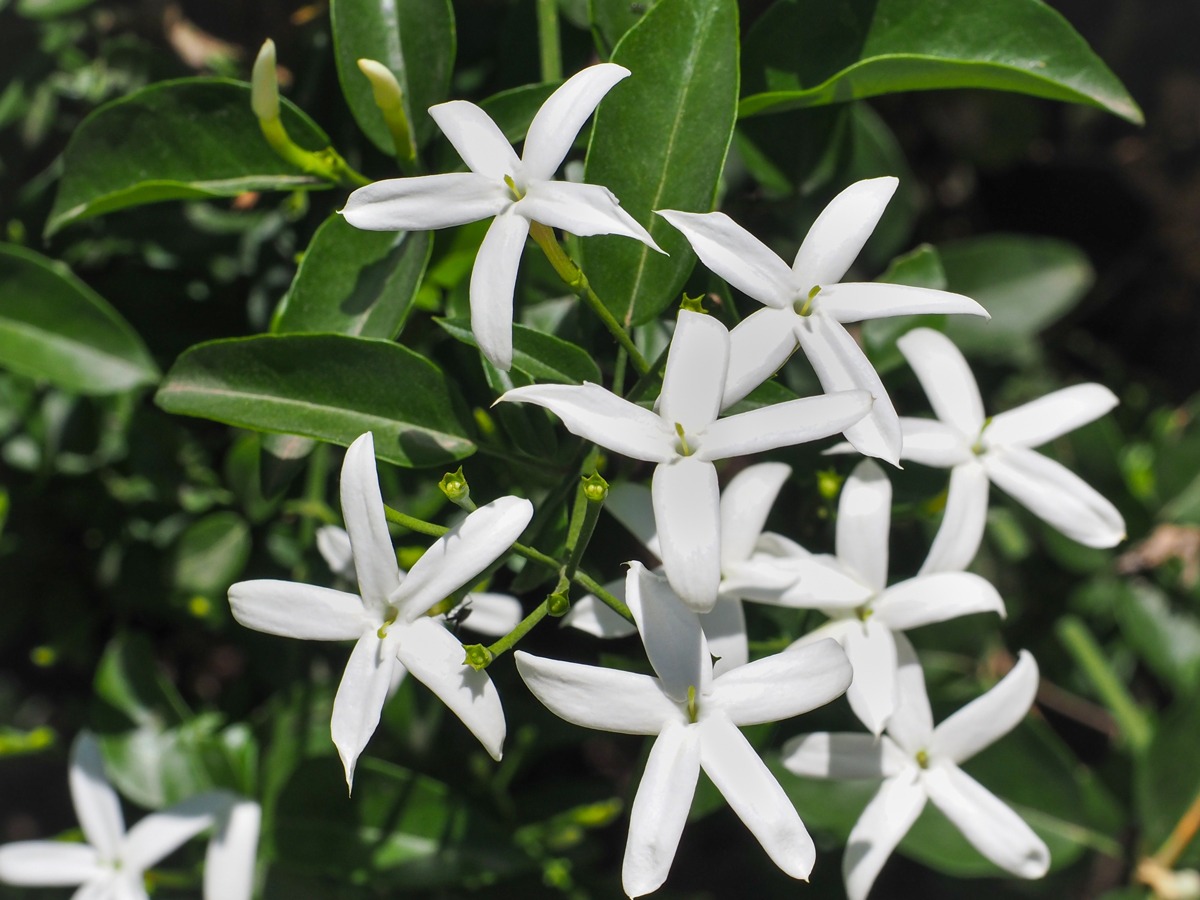 Jasminum officinale Jasmín pravý je ceněný pro intenzivní vůni květů a schopnost vytvořit romantickou zelenou stěnu i v květináči.