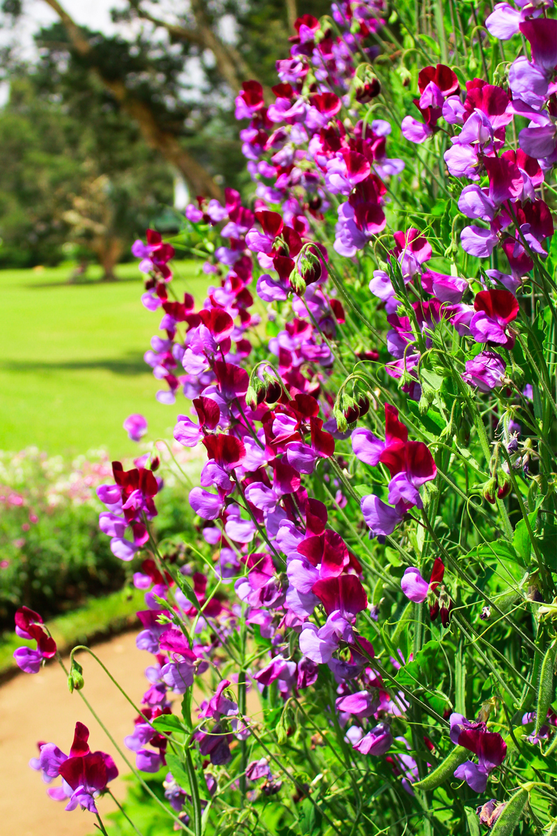 Lathyrus odoratus Hrachor vonný patří mezi klasické letničky do nádob díky bohatému kvetení a sladké vůni květů.