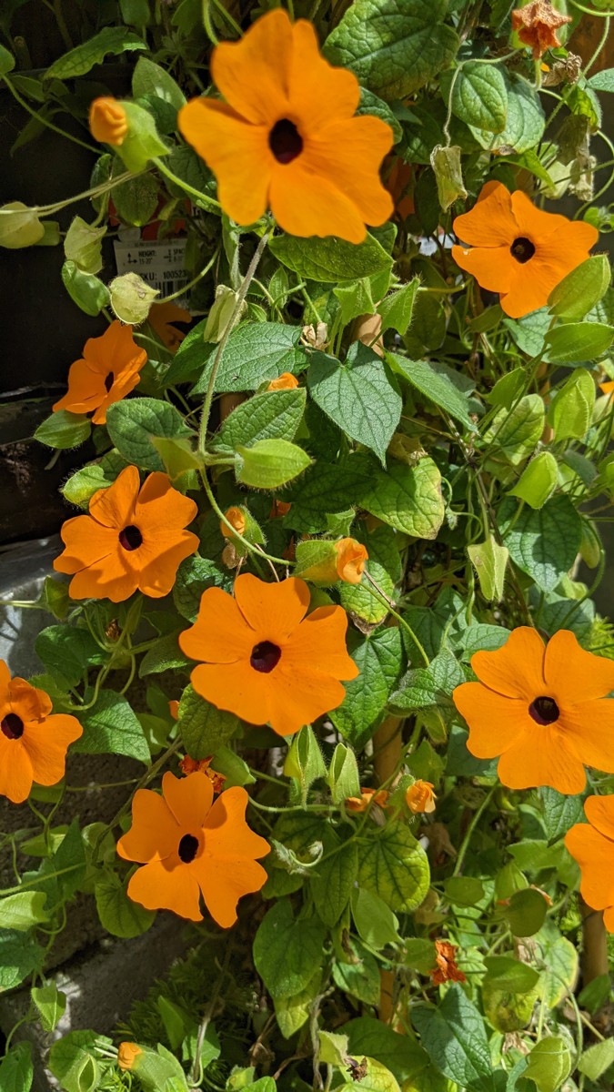 Thunbergia alata Thunbergie křídlatá kvete celé léto a patří mezi nejspolehlivější jednoleté popínavky pro balkonové nádoby.
