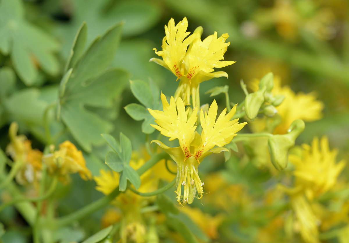Tropaeolum peregrinum Lichořeřišnice stěhovavá zaujme netradičními květy a rychlým růstem vhodným pro lehké balkonové konstrukce.