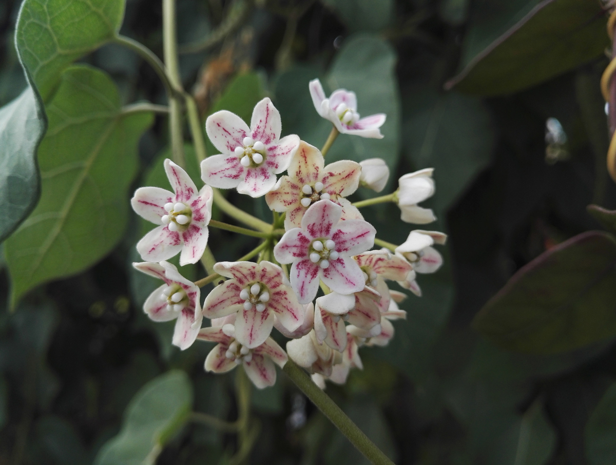 Wattakaka sinensis Dregea čínská vytváří voňavé květy ve střapcích a hodí se na chráněná stanoviště s oporou.