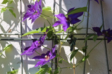 Plamének vonný Clematis × aromatica patří mezi oblíbené popínavé trvalky do nádob díky výrazným květům a jemné vanilkové vůni.