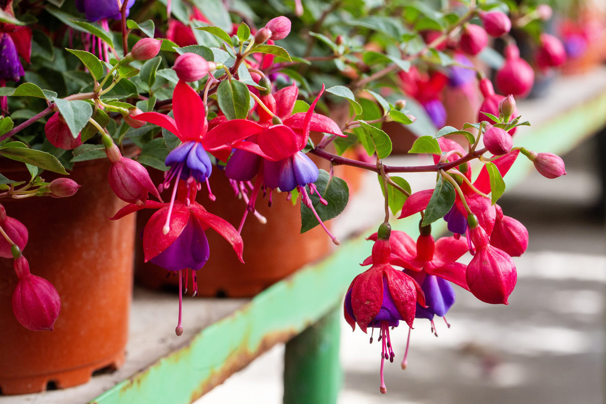 fuchsie na balkone Detail květů fuchsie v květináčích ukazuje odolnější odrůdy vhodné pro pěstování na balkonech a terasách.