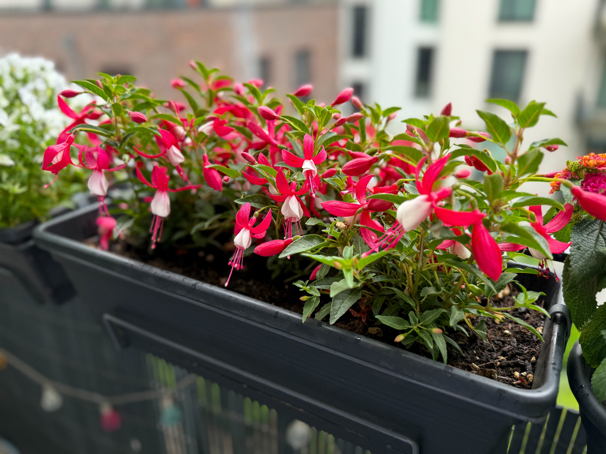 fuchsie v cernem kvetinaci Fuchsie pěstované v balkonovém truhlíku mohou dobře prospívat i na slunném stanovišti, pokud se zabrání přehřívání kořenového systému.