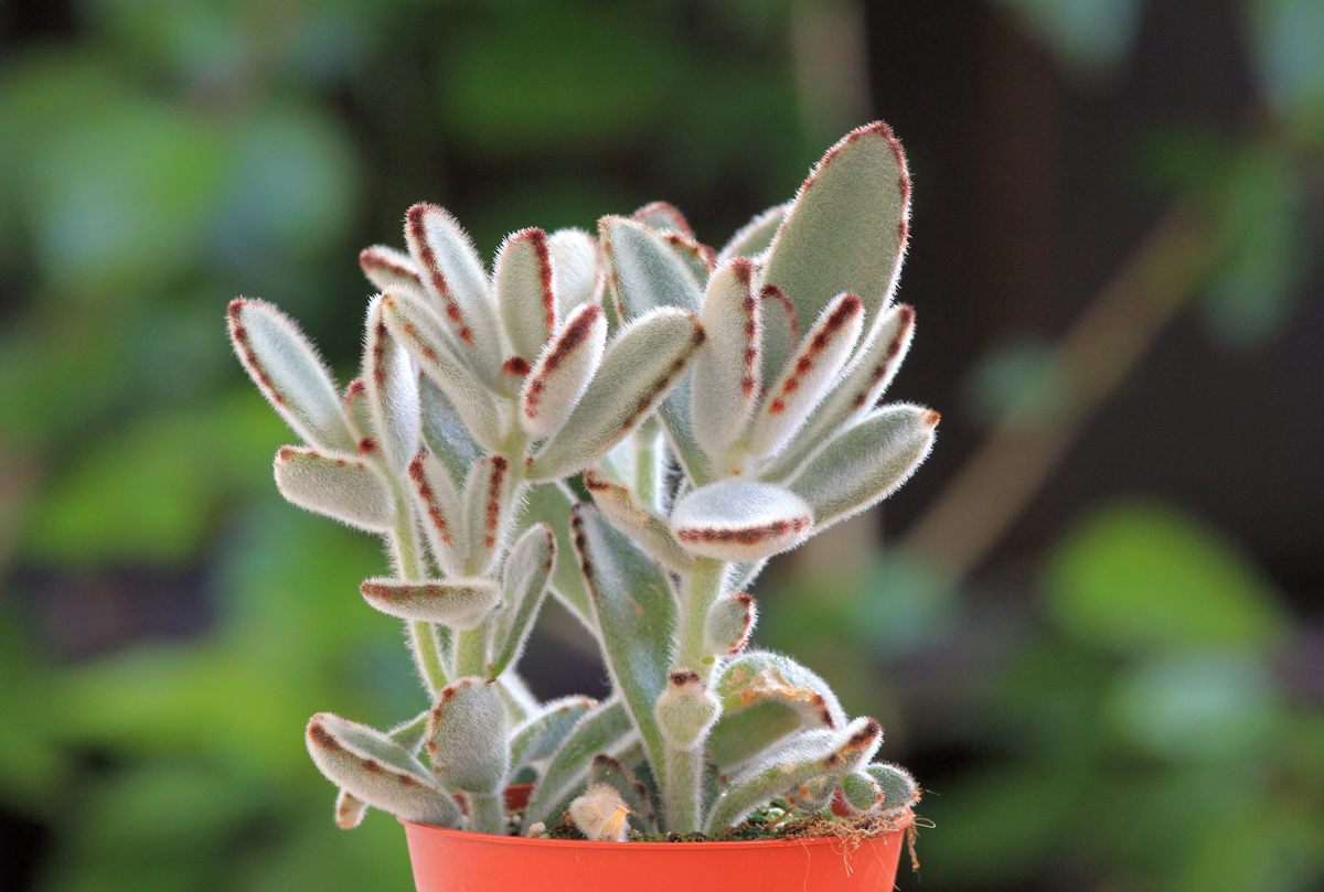 kalanchoe Kolopejka chlupatá s charakteristickými sametovými listy a hnědavým lemováním okrajů.