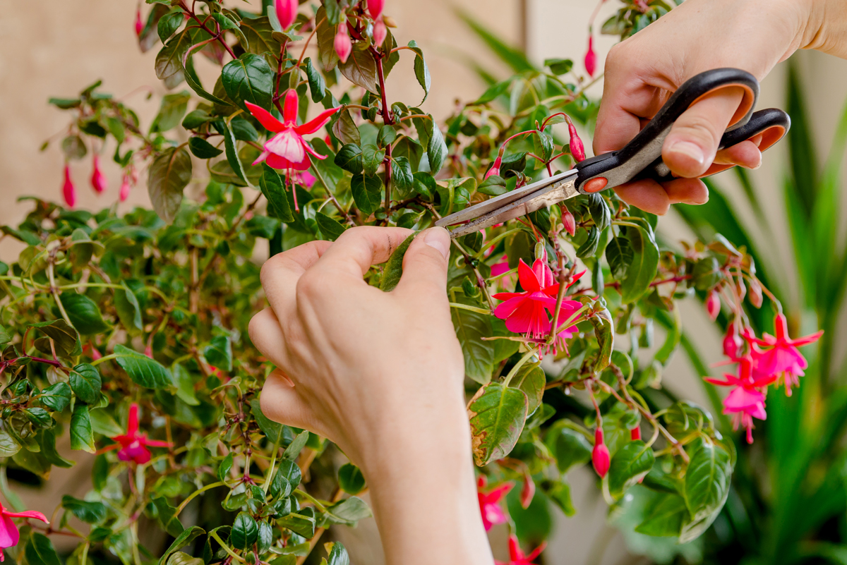 pece o fuchsie pece oPravidelné odstraňování odkvetlých květů a zkracování přerostlých výhonů podporuje tvorbu nových poupat a prodlužuje dobu kvetení fuchsií.fuchsie